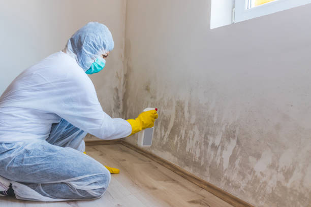 Licensed Mold Inspection service in Willow Spring, NC - WQB Mold Removal